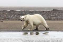 Gallery 4:southeast Svalbard
