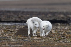 Spitsbergen - East