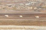210910b_Eidempynten_35_D