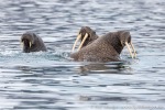 210914c_Phippsoya_13_D