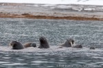 210914c_Phippsoya_37_D