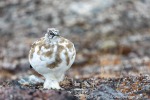 210916a_Buchananhalvoya_41_D