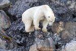 210903c_Hamiltonbukta_438_D