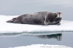 180531b_Nordenskioldbreen_08_D