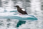160606a_Hamiltonbukta_095_D