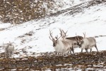 b1t_Skansbukta_23Sept14_41_D