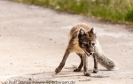 f4h_Pyramiden_17Juli13_163