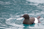 160606a_hamiltonbukta_031