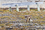 160716a_ny-alesund_143