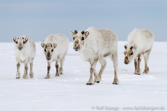 Spitzbergen (Svalbard)