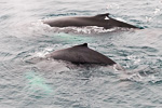 a7o_whalewatching_11juli15_537