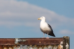 e9b_Saltstraumen_31Mai13_37