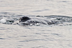 a4d_humpback_30mai15_16