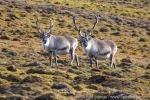 220822b_Observatoriefjellet_005_D