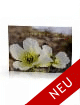 https://shop.spitzbergen.de/de/arktis-buecher/87-blumen-des-arktischen-nordens-eine-reise-durch-spitzbergens-flora-9783937903514.html