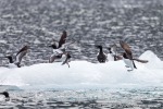 160606a_Hamiltonbukta_134_D