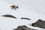 a6q_Hamiltonbukta_03Juli15_52_D
