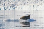 Ringed-Seal_Harefjord_20Sept05_35