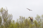 160524_hoyholmen_01