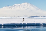 e5_mcmurdo-sound_29jan15_162