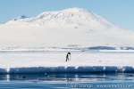 e5_mcmurdo-sound_29jan15_162