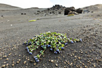 Jan Mayen