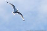 180523_barentssee_08