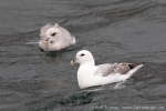 180524c_roedvika_05