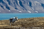 f1f_ahlstrand_10juni13_093