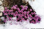 Die ersten Blüten kämpfen sich durch den Schnee.