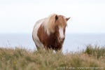 190827b_Grimsey_59