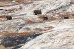 b3a_harefjord_05sept15_13