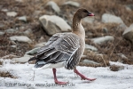 e4c_Longyearbyen_22Mai13_43