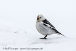 e5c_Longyearbyen_25Mai13_14