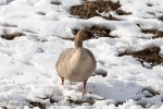 e6a_Longyearbyen_26Mai13_07