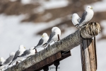 c8f_Pyramiden_02Mai13_40