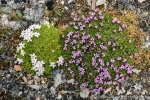 190711a_Tordenskjoldbukta_86