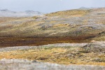 190711a_Tordenskjoldbukta_97