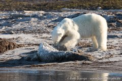 Galerie 2:Nordaustland – Spitzbergen 2018