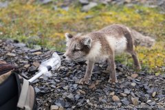 Galerie 4:Freemansund bis Südkap – Spitzbergen 2018