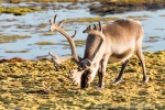 180801f_ny-alesund_483