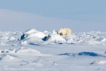 c2k_Mohnbukta_12April13_042