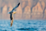 a9w_isfjord_16sept14_50