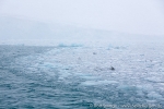 a9y_lilliehookbreen_17sept14_06