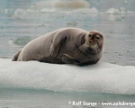 https://www.spitzbergen.de/?page_id=1453