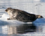 https://www.spitzbergen.de/?page_id=1456