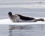 https://www.spitzbergen.de/?page_id=1468