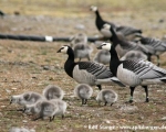 https://www.spitzbergen.de/?page_id=1319