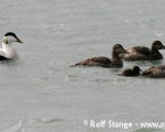 https://www.spitzbergen.de/?page_id=1323