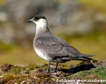 https://www.spitzbergen.de/?page_id=1361